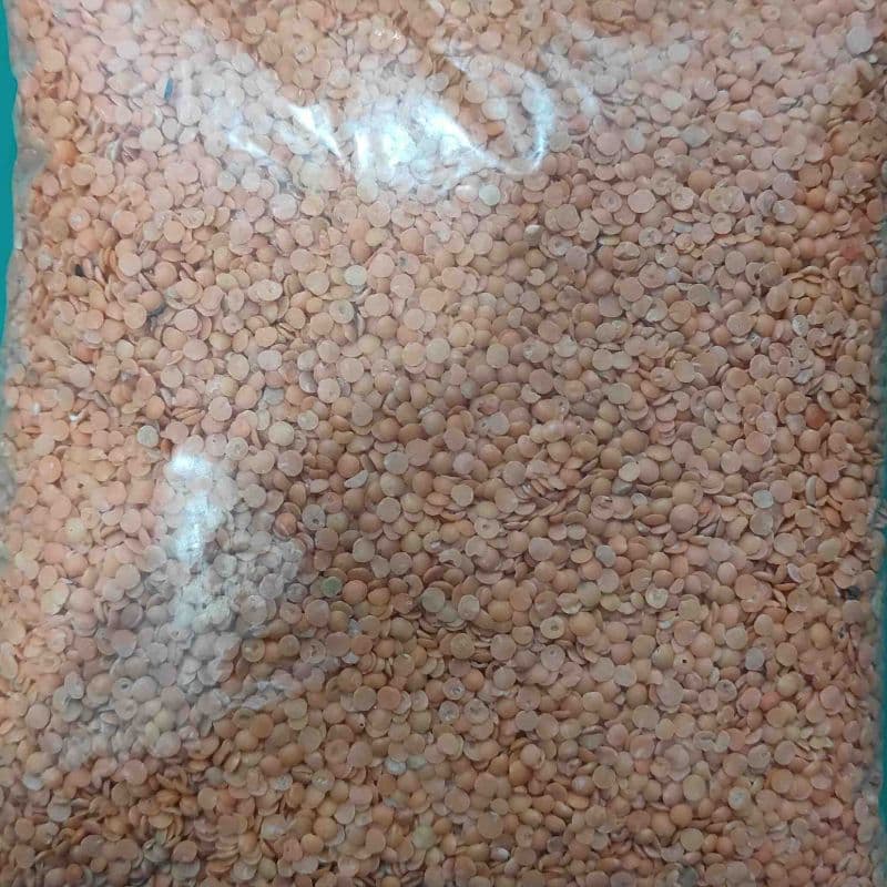 Rato Daal
